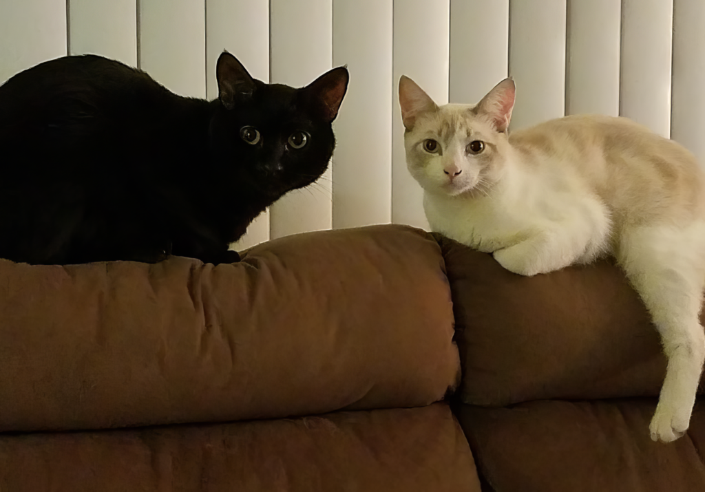 One white cat, one black cat on a couch